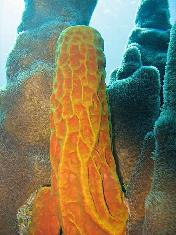 Sponge + pillar coral