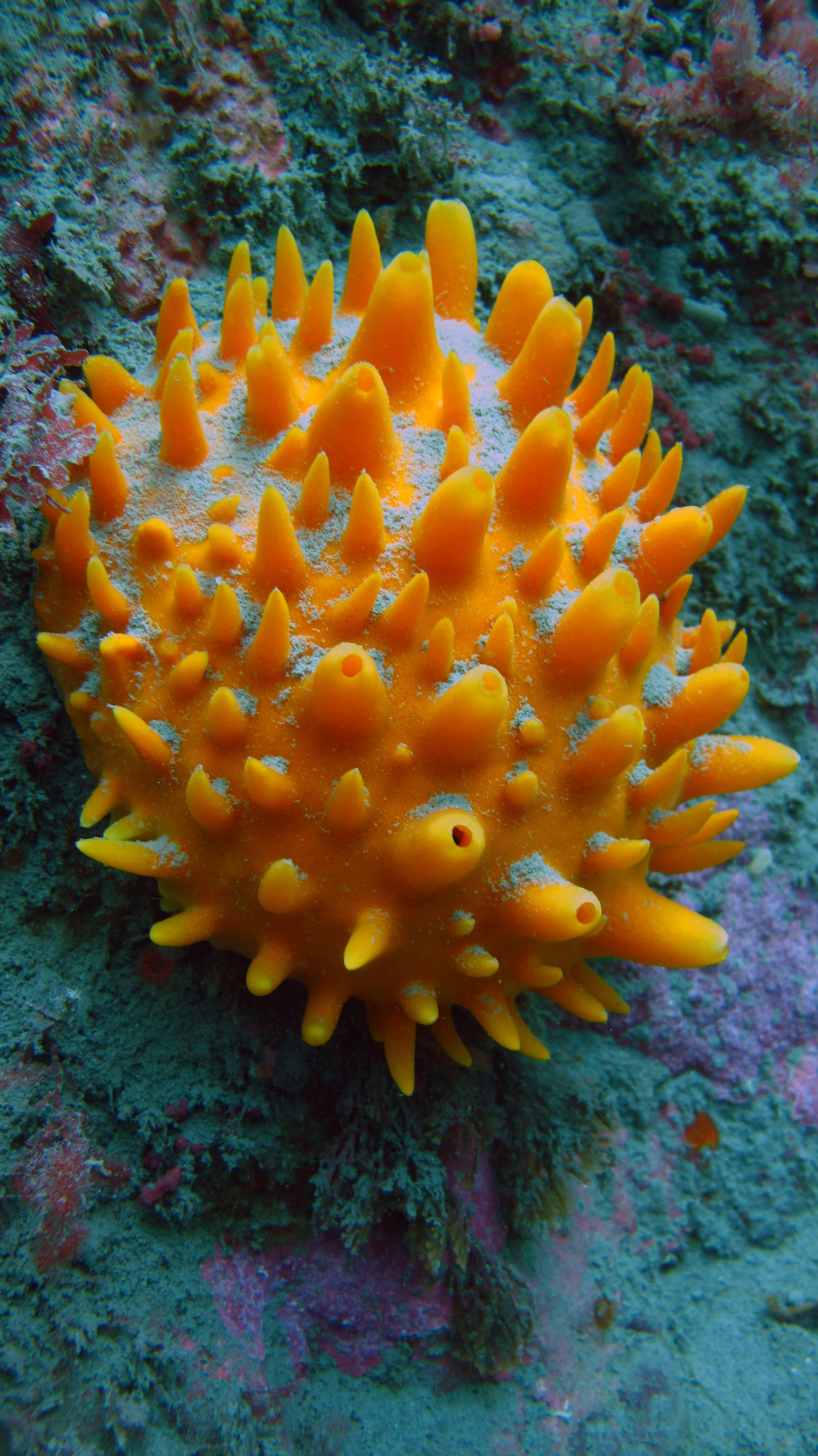 sponge, Rocky Bay