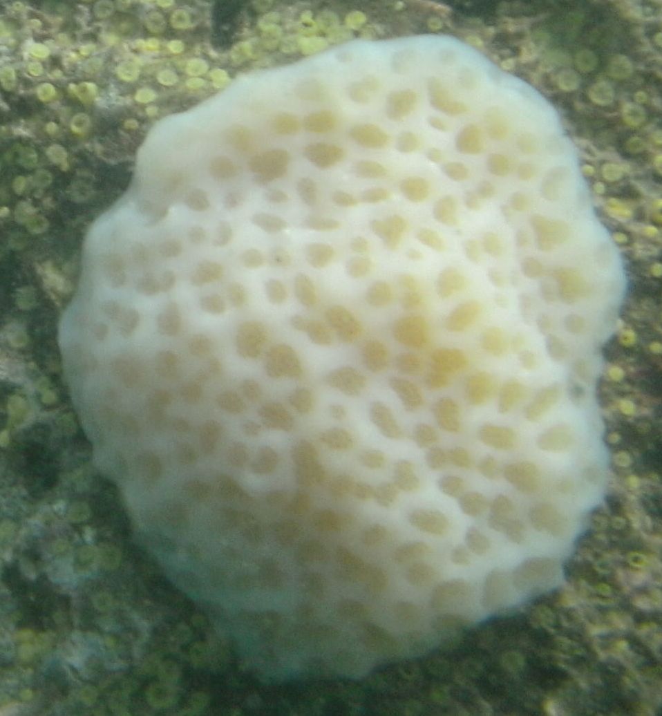 Sponge