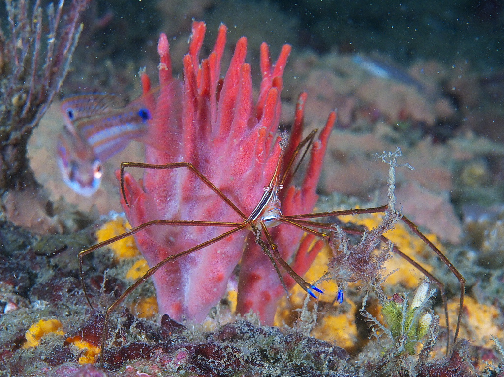 sponge_2011_06_70