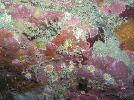Sponges and anemones