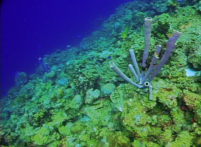 Sponges & Coral - Bonaventura, Kleine Bonaire