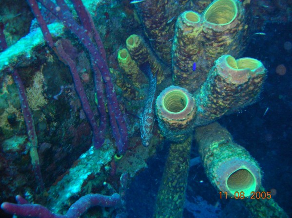 Sponges on Hilma Hooker Bonaire