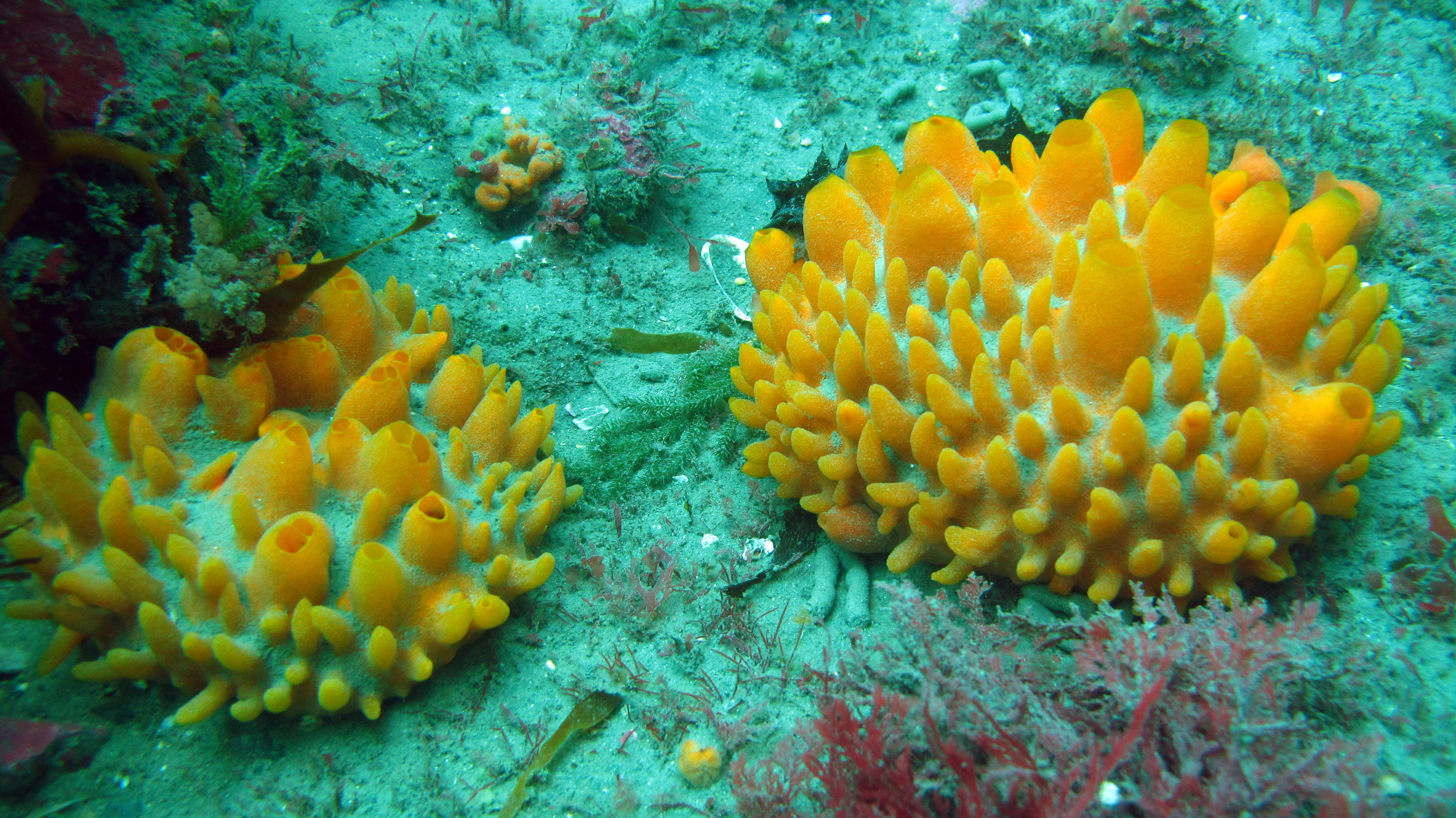 Sponges Rocky Bay