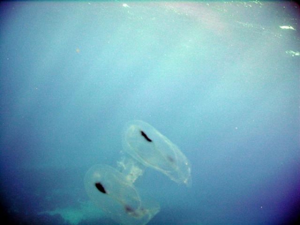 Spot winged Comb Jelly