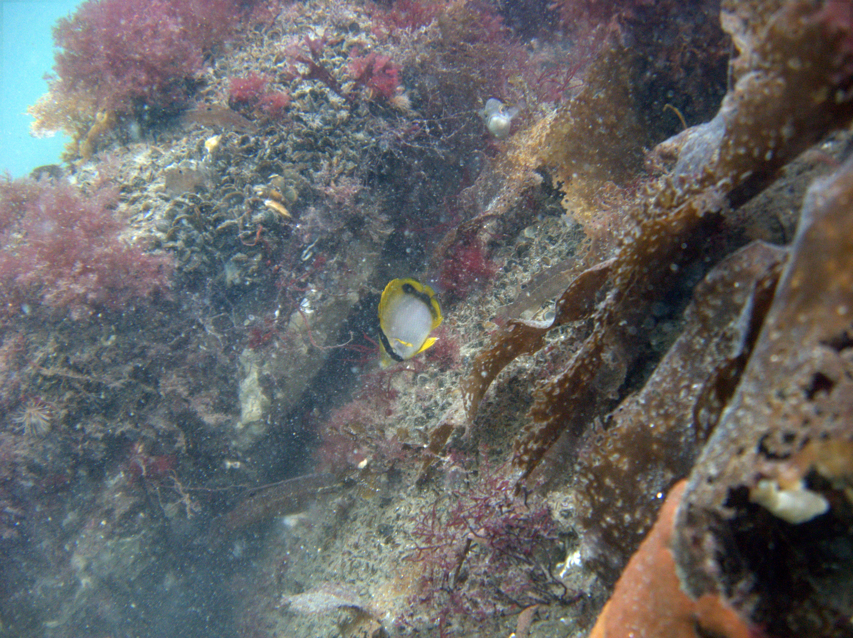 Spotfin Butterfly Fort Adams, RI 9/21/08