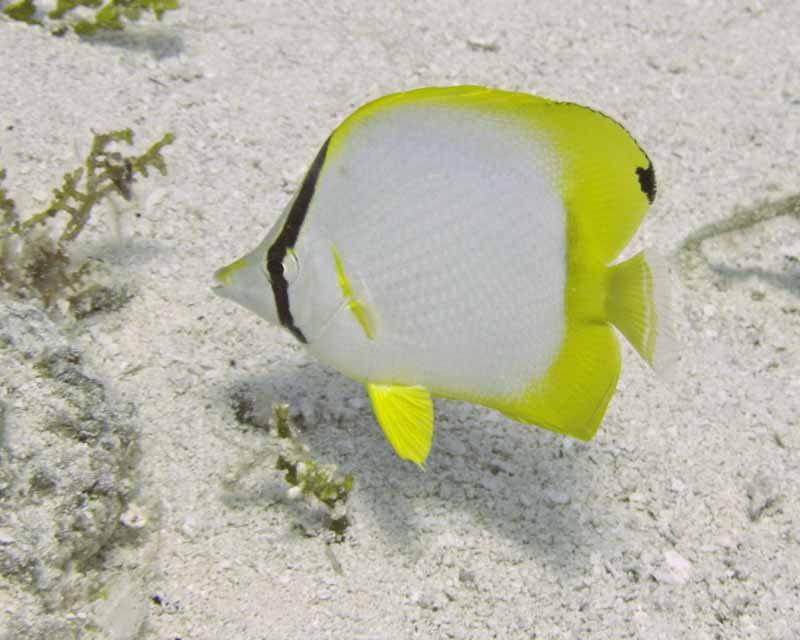 Spotfin Butterflyfish - Paradise - 02-27-09
