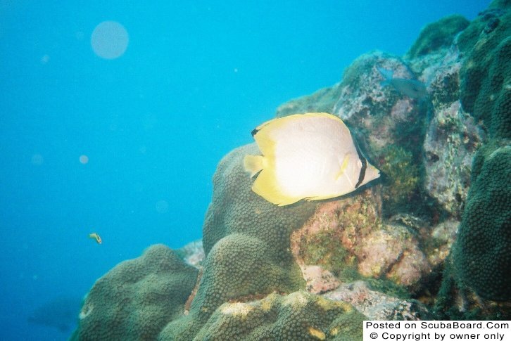 Spotfin Butterflyfish