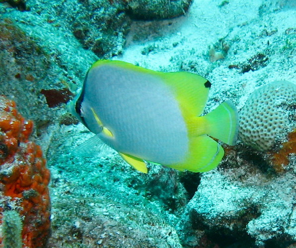 Spotfin Butterflyfish