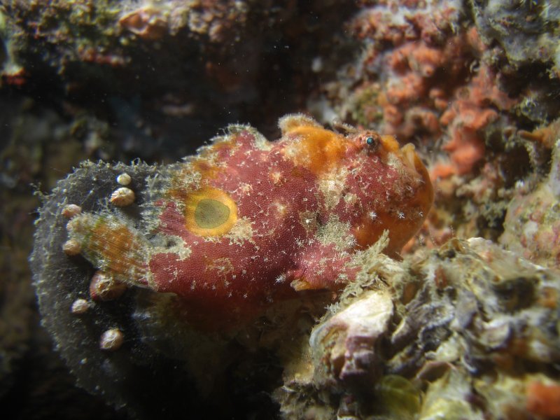 spotfin frog fish