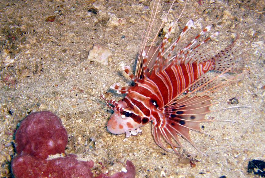 Spotfin Lionfish