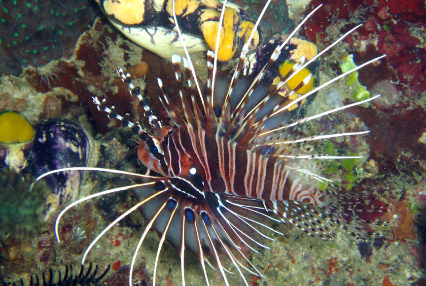 Spotfin Lionfish