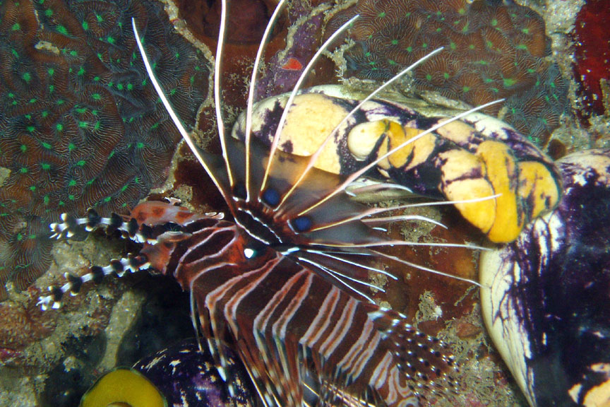 Spotfin Lionfish