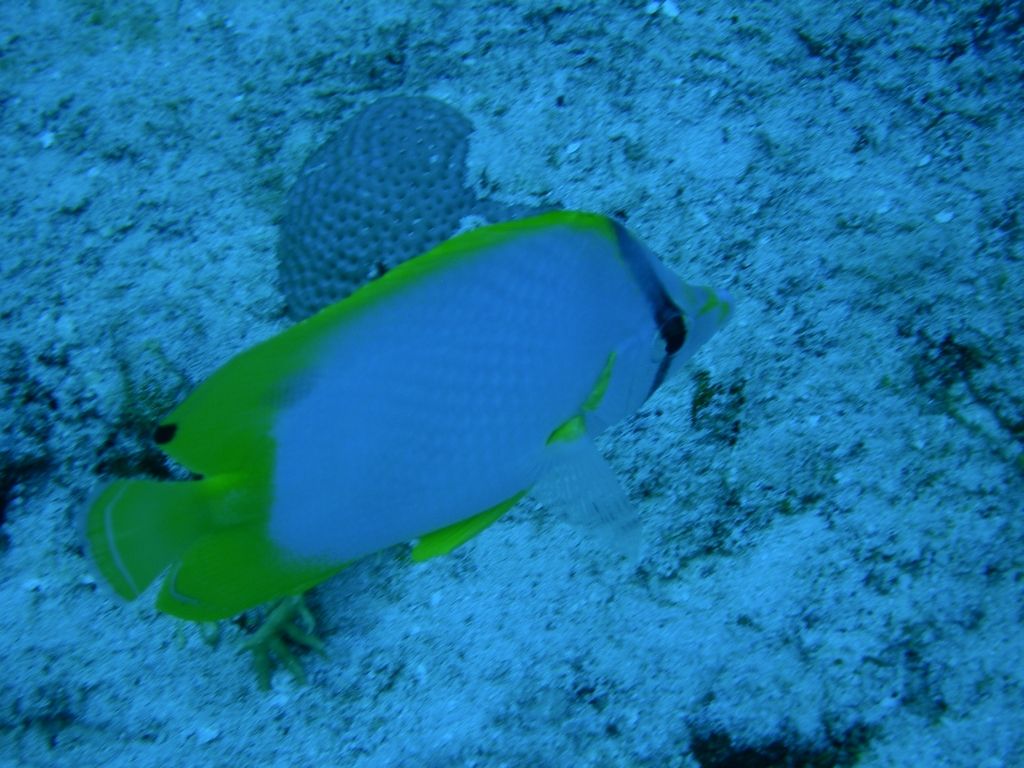 Spotfin_Butterflyfish