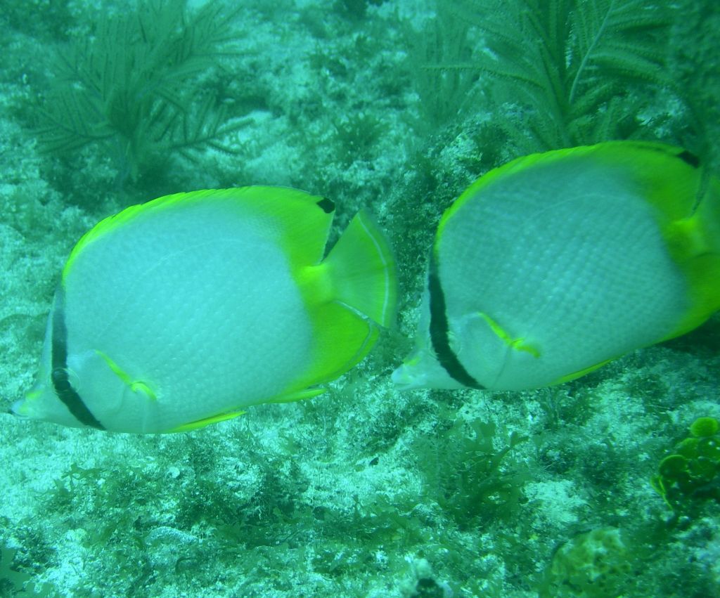 Spotfin_Butterflyfish