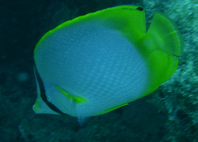 Spotfin_butterflyfish