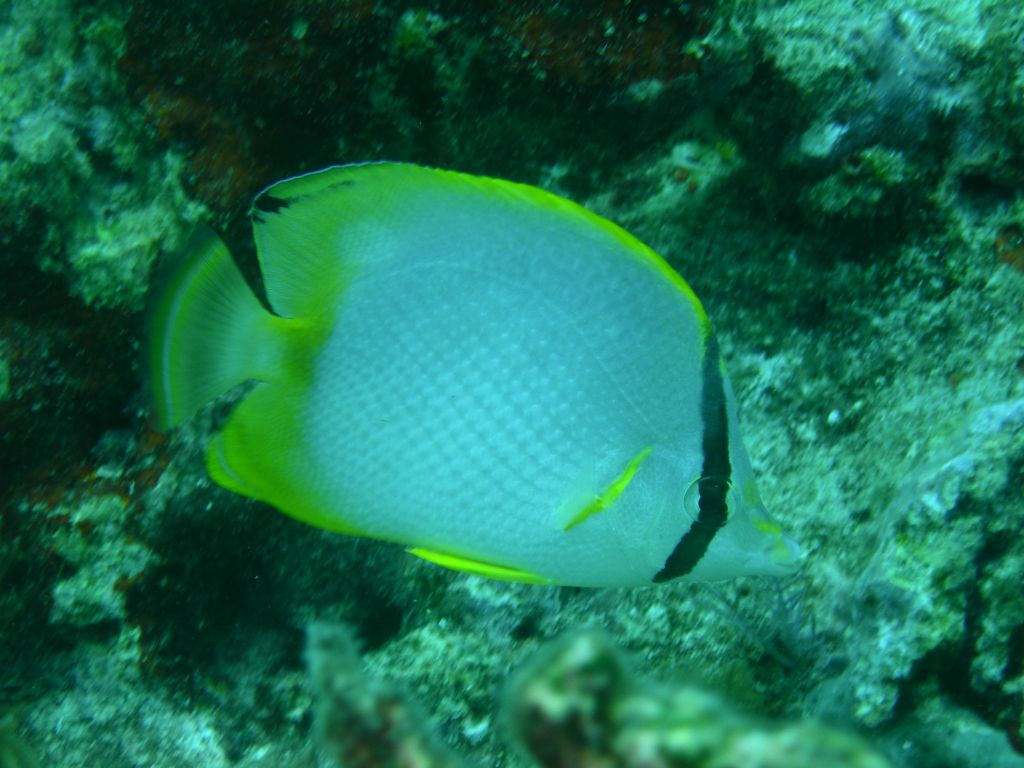 Spotfin_Butterflyfish_2