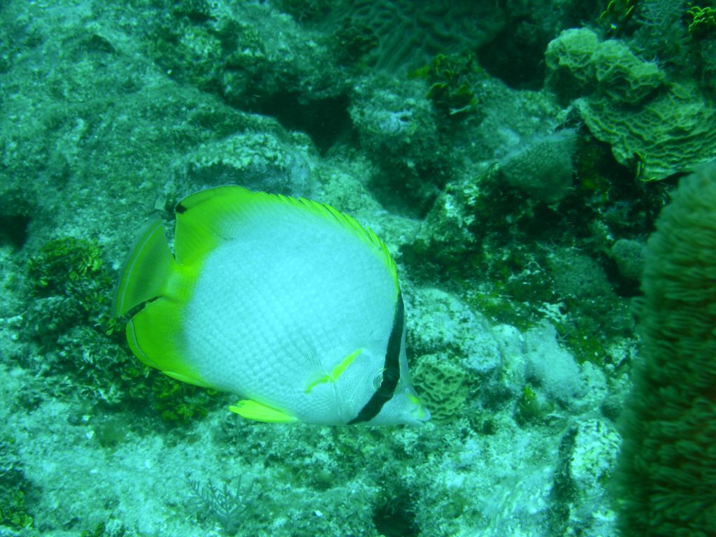 Spotfin_Butterflyfish_3