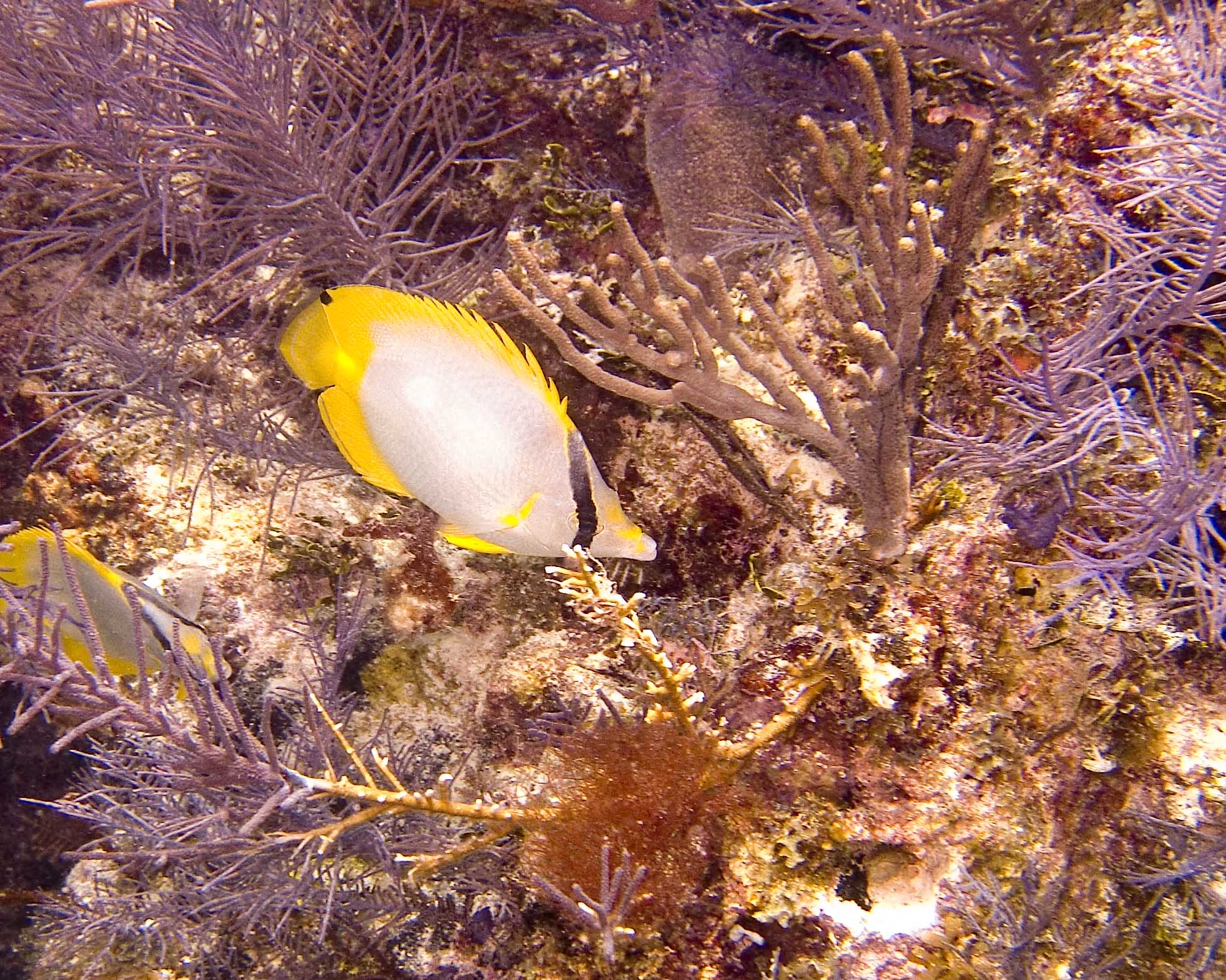 SpotFinButterflyfish_2021_low