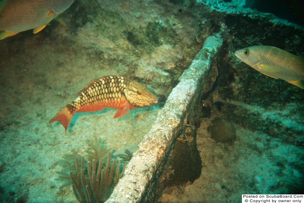 Spotlight Parrotfish