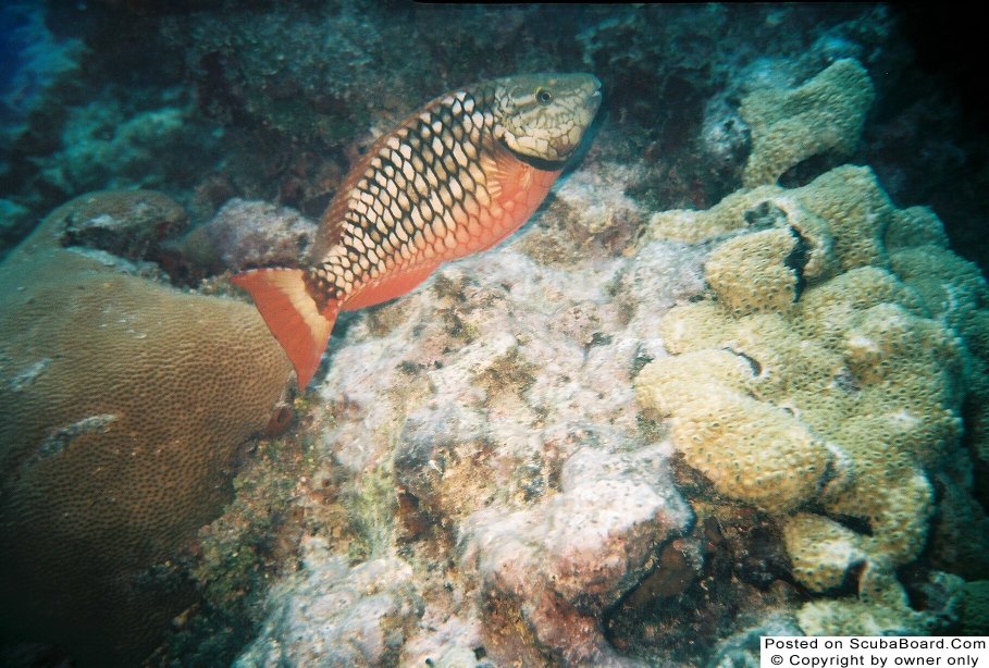 Spotlight Parrotfish