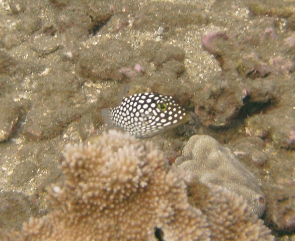Spotted Box Fish