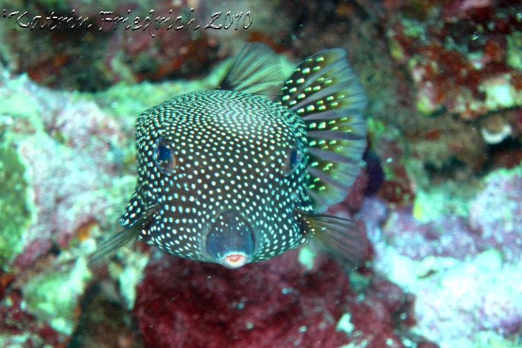 spotted box fish