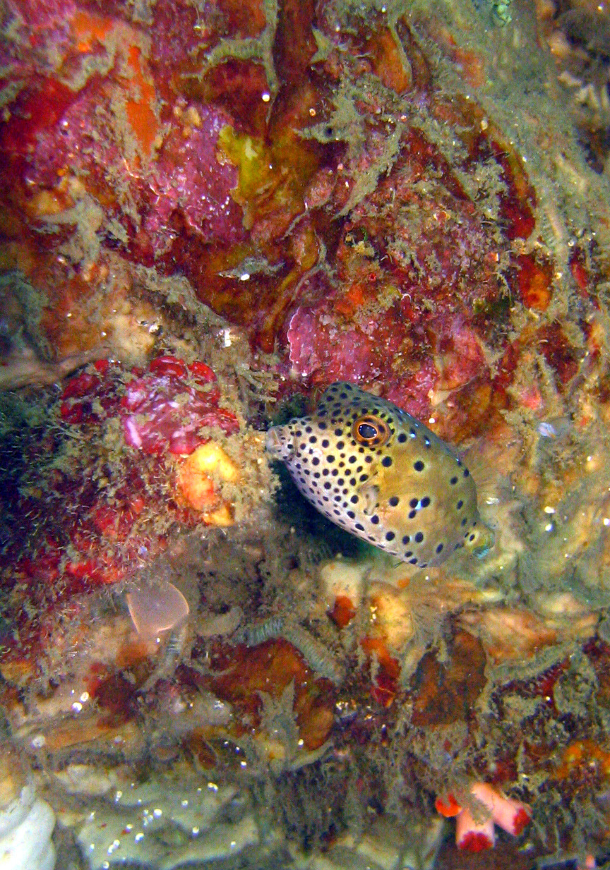 Spotted boxfish