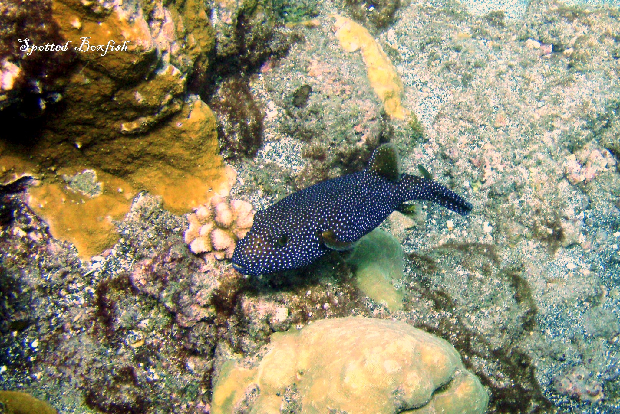 Spotted Boxfish