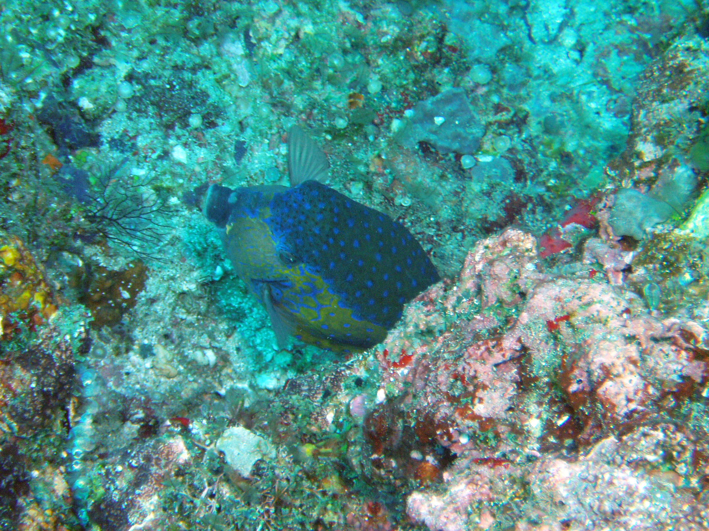 Spotted Boxfish