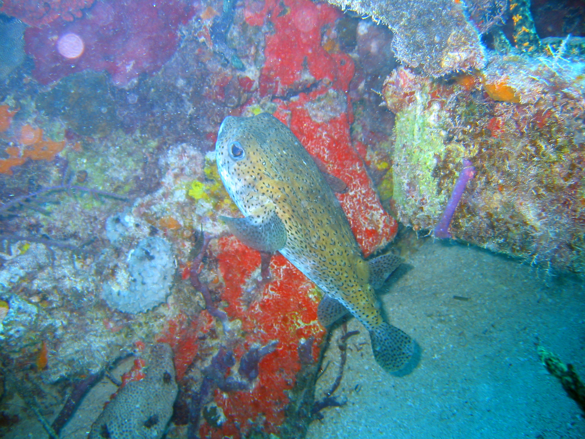 Spotted Burrfish