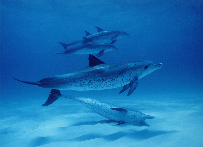 Spotted Dolphin Pod