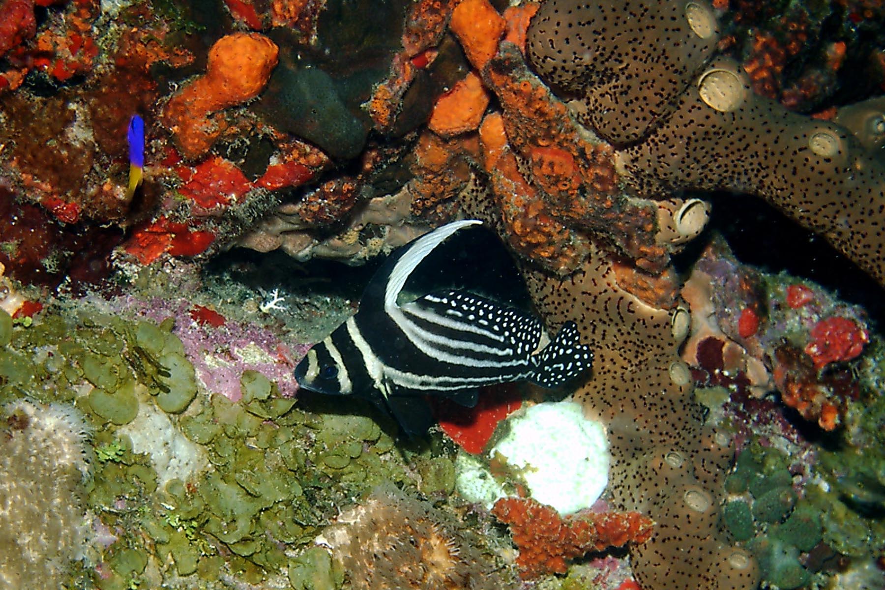 Spotted Drum - Adult