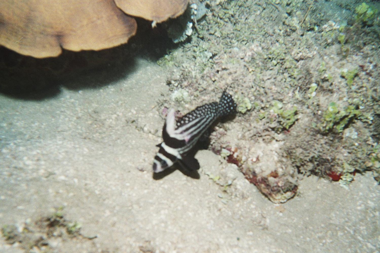 Spotted Drum - Adult