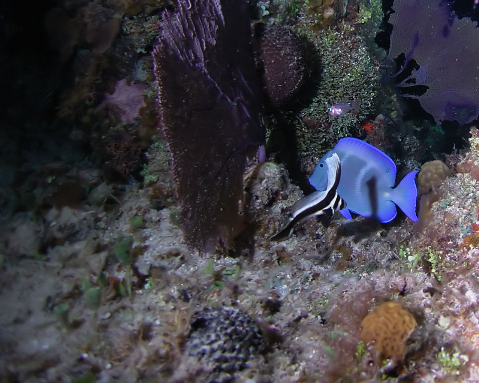 Spotted Drum and Blue Tang