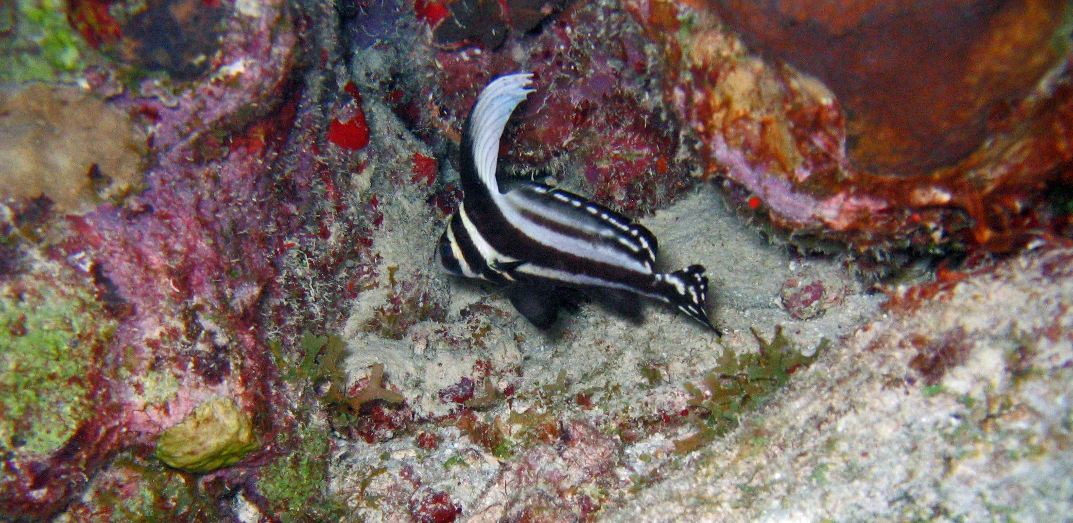 Spotted Drum (Curacao)