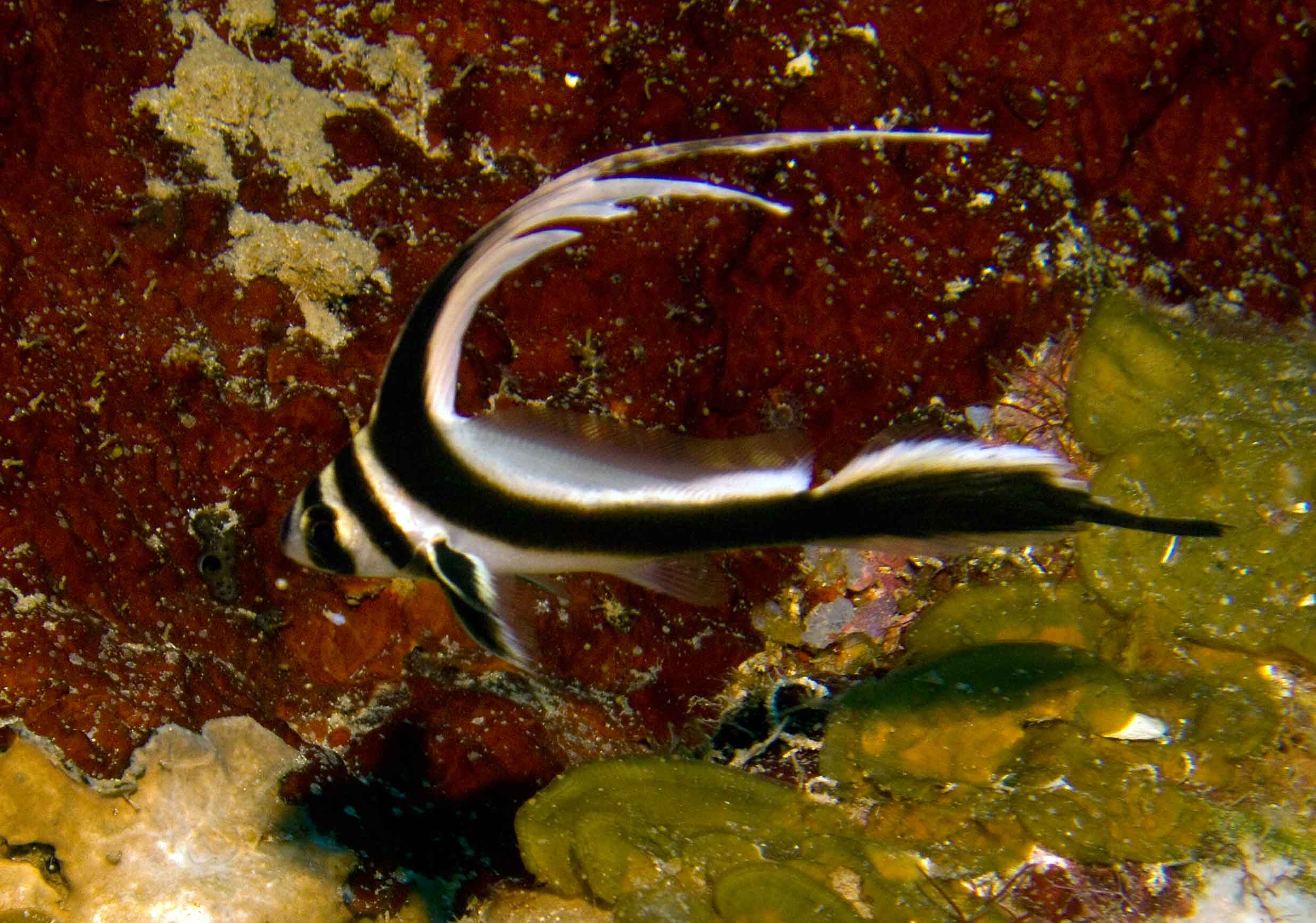 Spotted Drum Fish (juvenile)