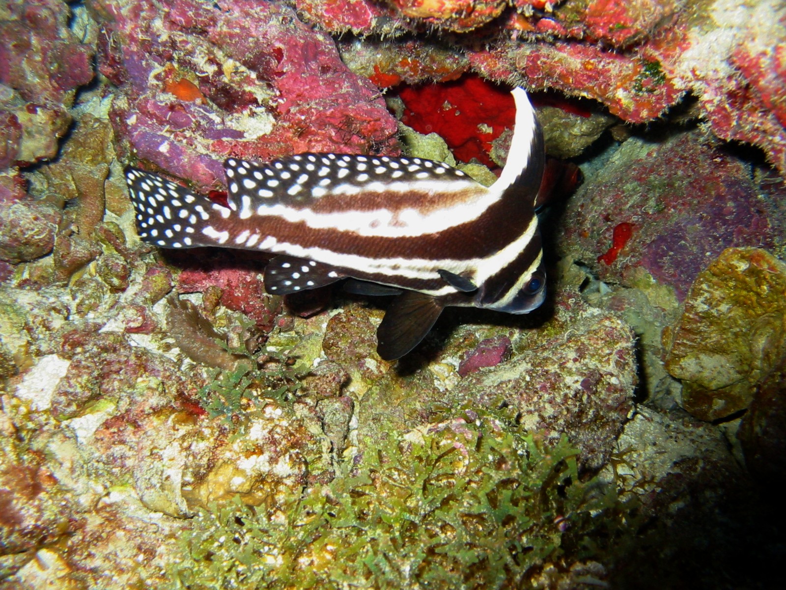 Spotted Drum - Grand Cayman