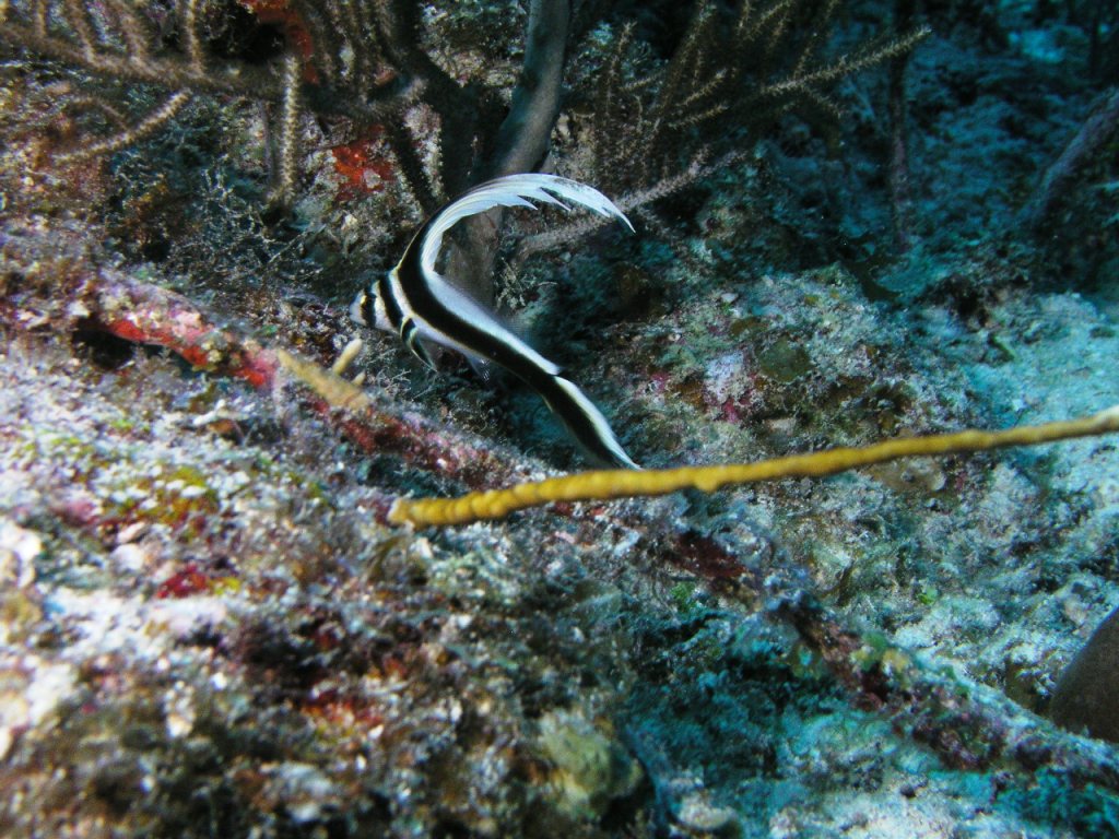 Spotted Drum (Juvenile)