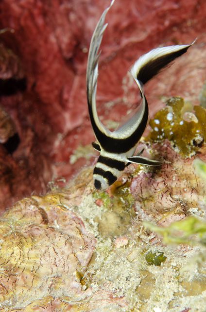 Spotted Drum Juvenile