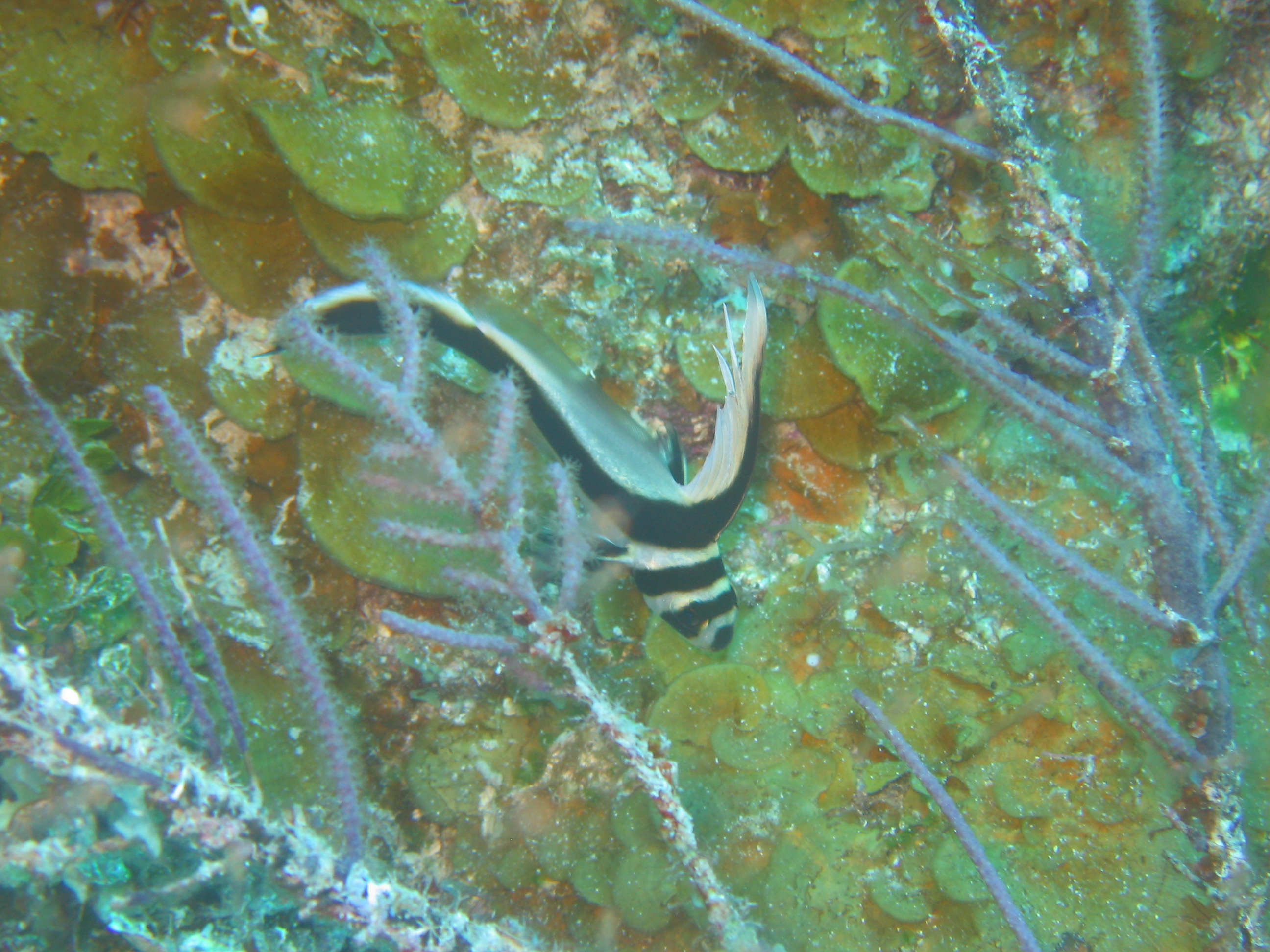 Spotted Drum - juvenile