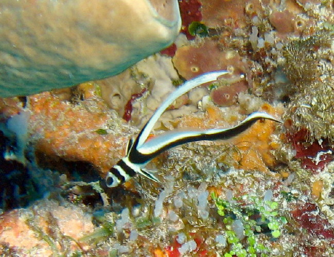 Spotted Drum juvenile