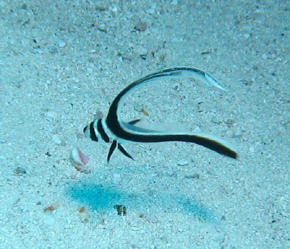 Spotted Drum juvenile