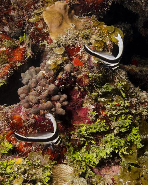 Spotted Drum Juveniles