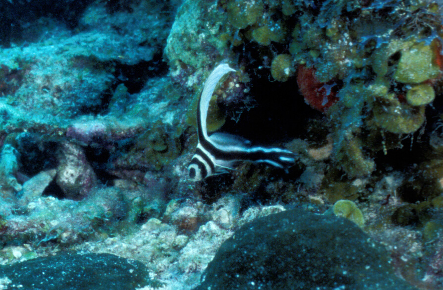 spotted drum, Maria la Gorda, Cuba