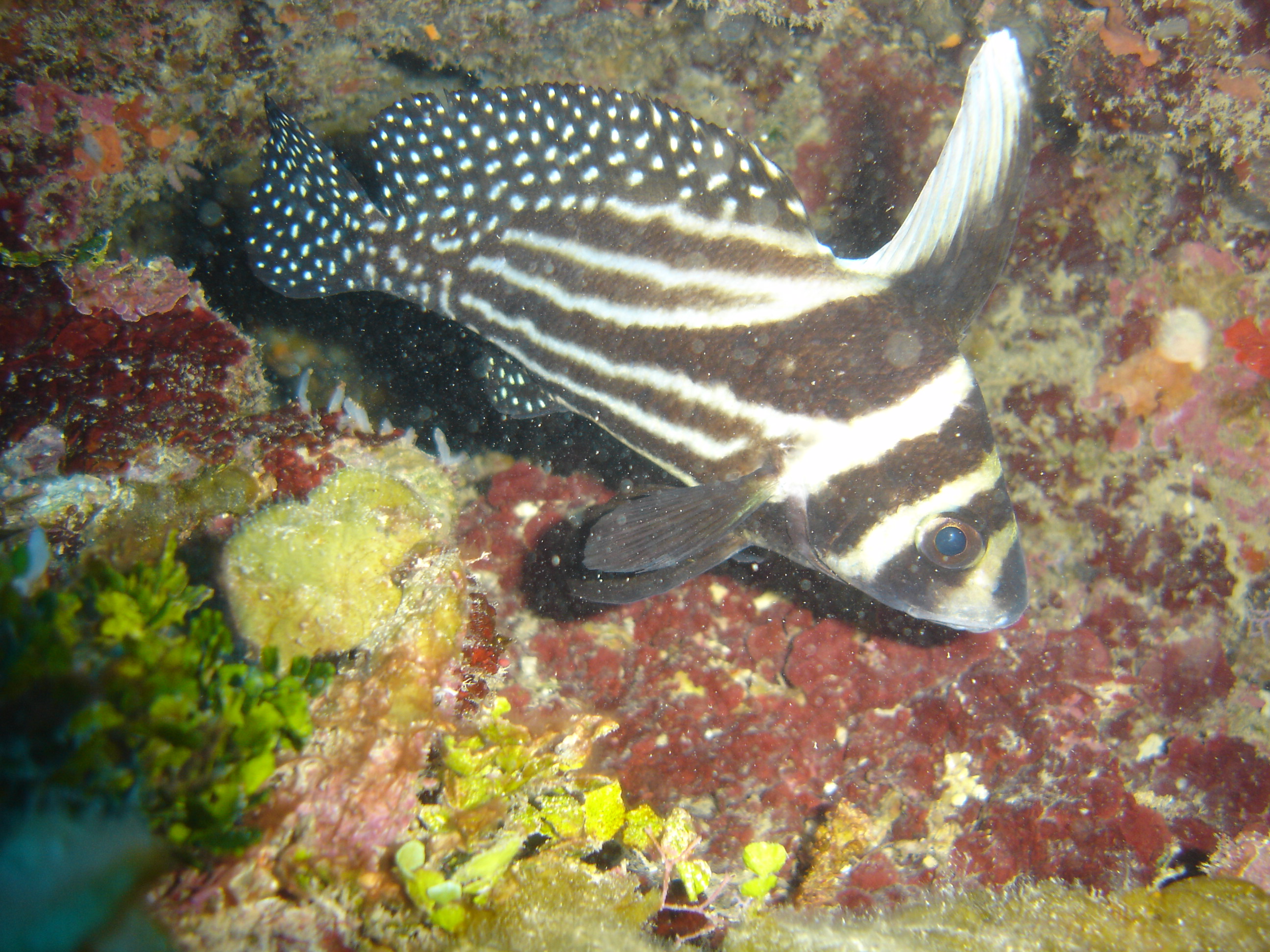 Spotted Drum