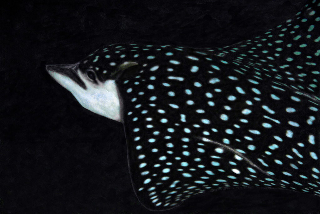 Spotted Eagle Ray 10-18-9