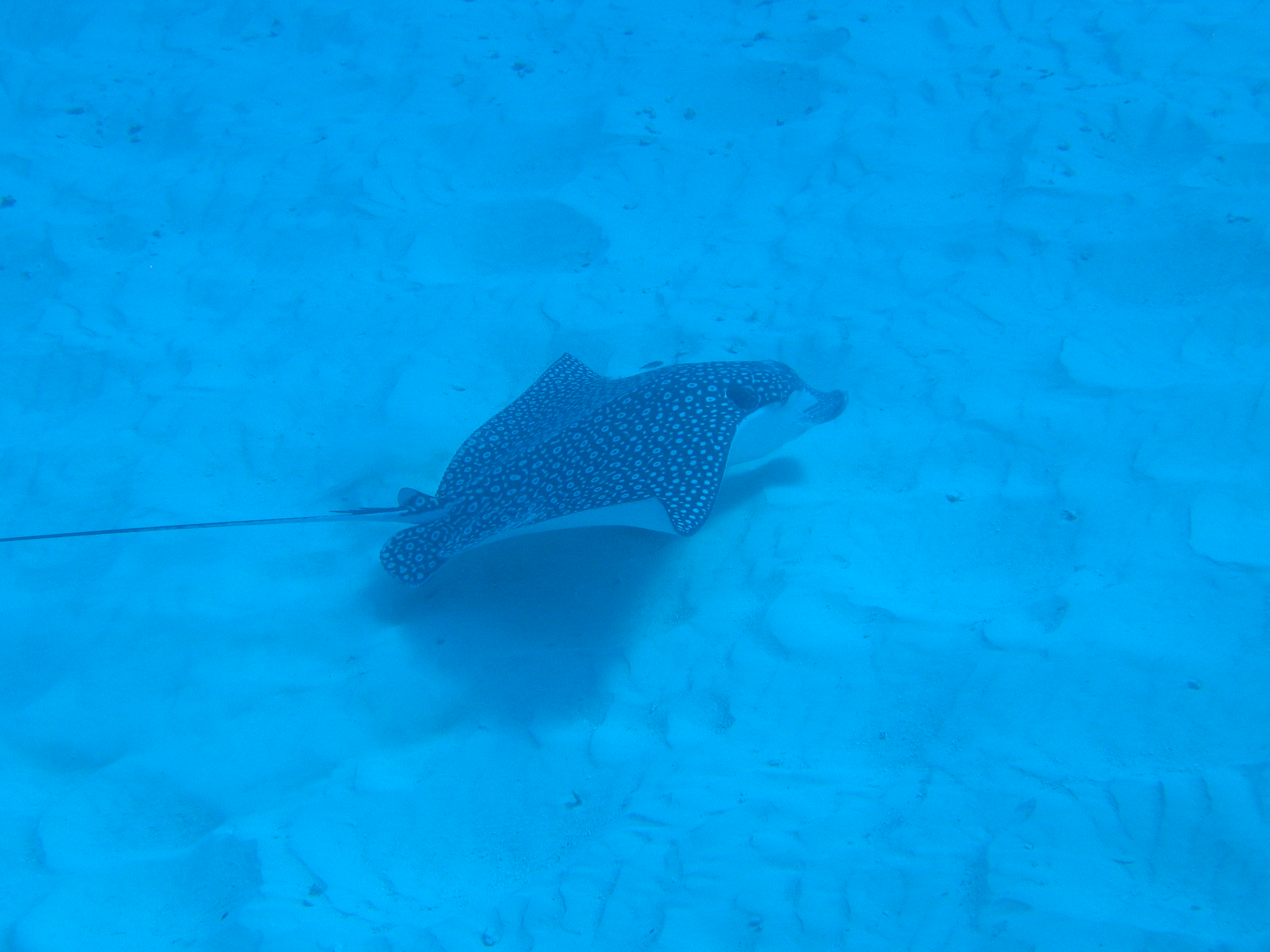 Spotted Eagle Ray feeding