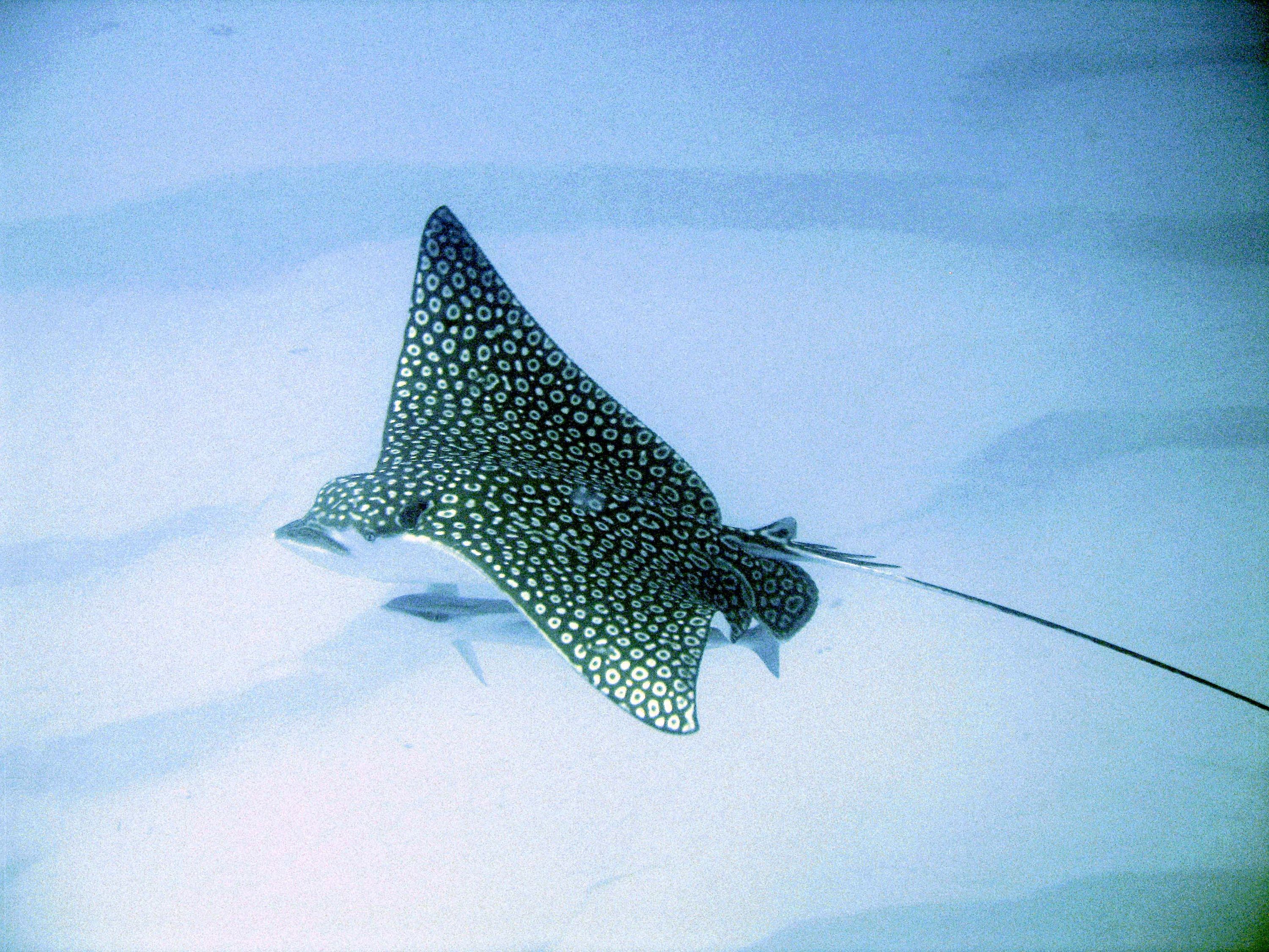 Spotted Eagle Ray II