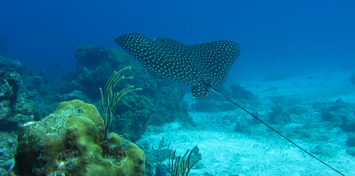 Spotted Eagle Ray (Phil Bell vid cap Cozumel 2012)